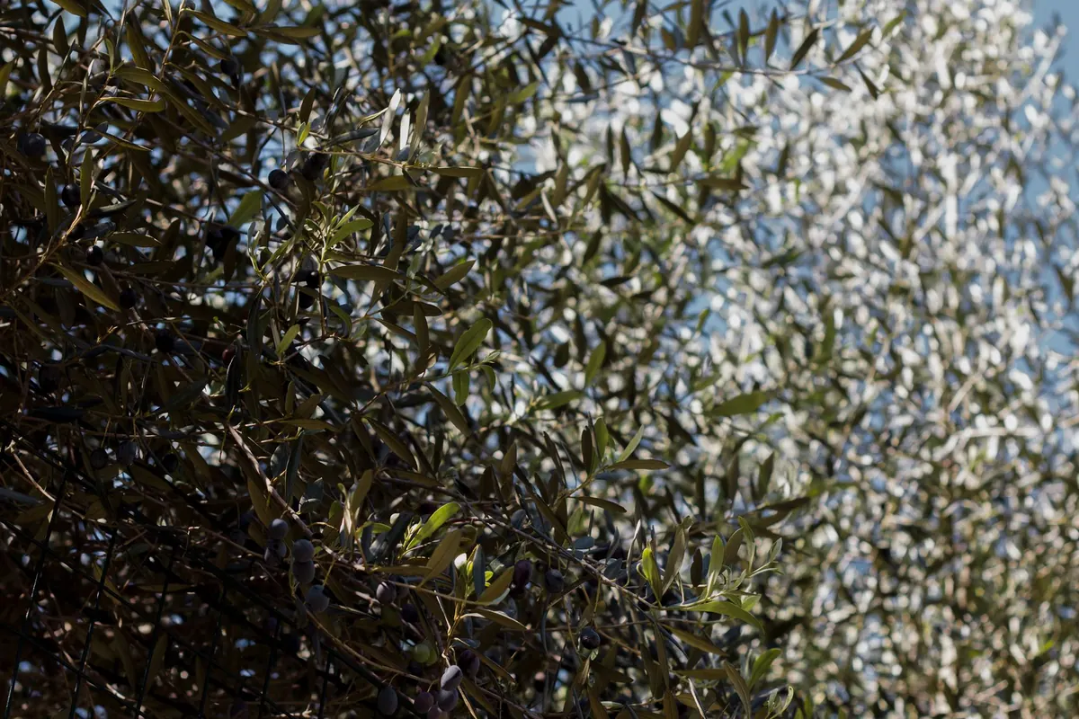 Best Cold-Hardy Olive Varieties for UK Gardens: A Comparison