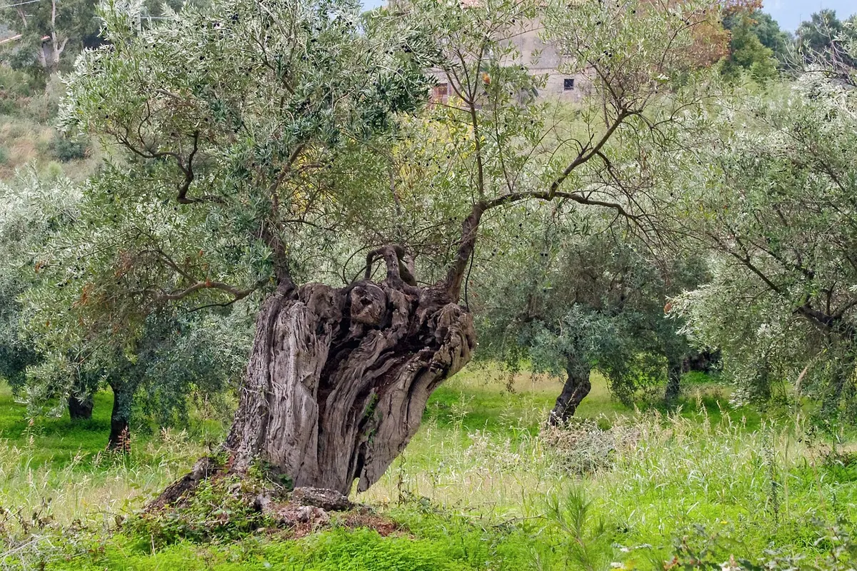 Common Olive Growing Mistakes in the UK and How to Avoid Them