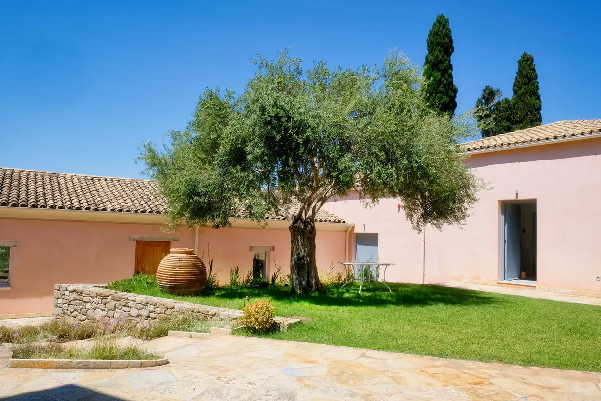 How to Grow Olive Trees in the UK: A Beginner's Guide to Pots, Patios and Polytunnels
