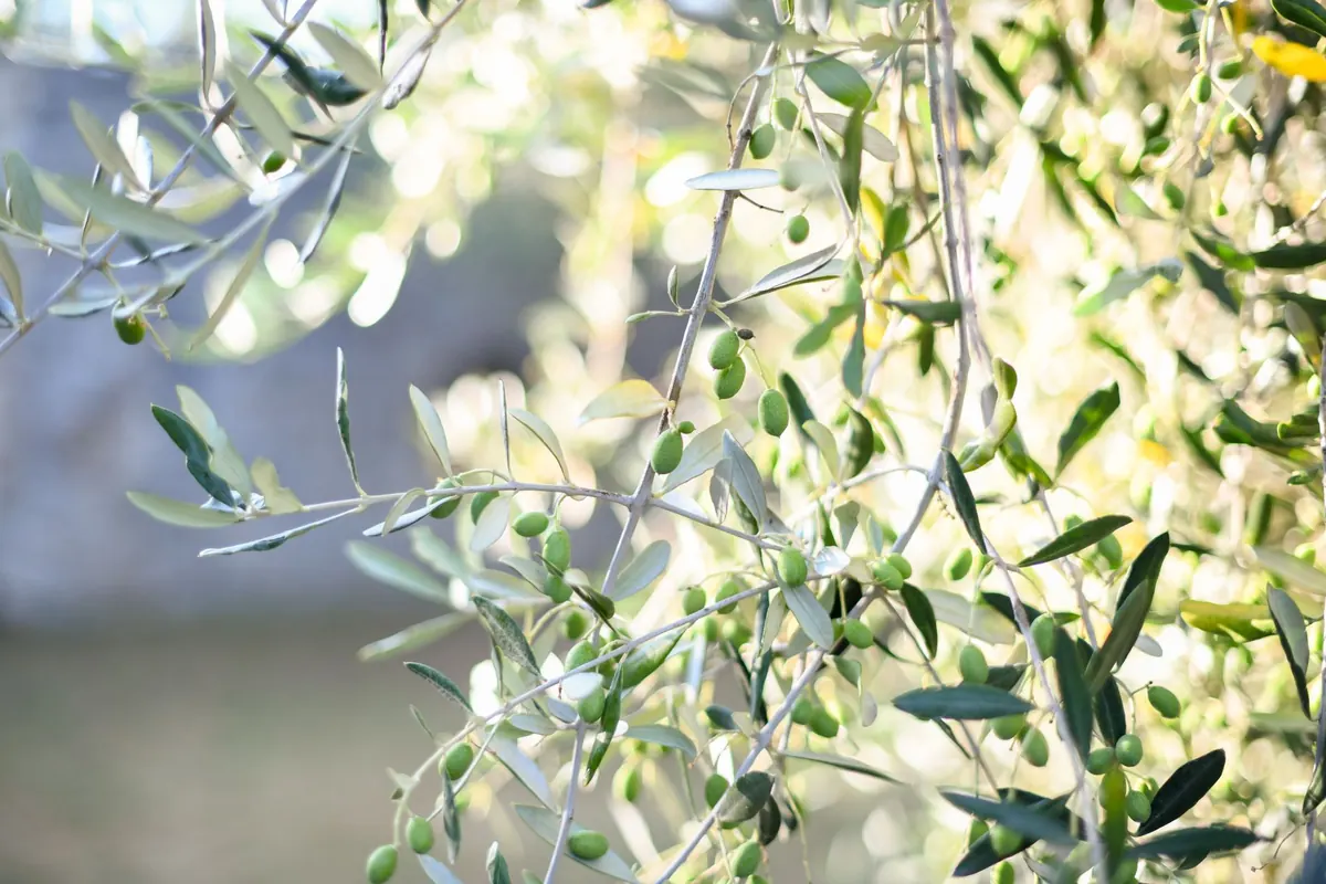 How to Prune Olive Trees in the UK: A Seasonal Guide