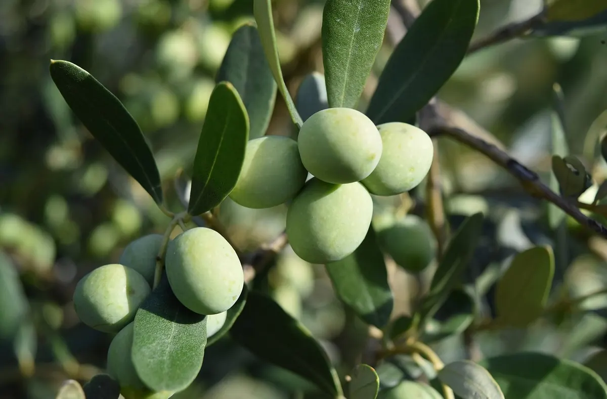 Mediterranean Olive Groves vs UK Olive Growing: Key Differences Explained