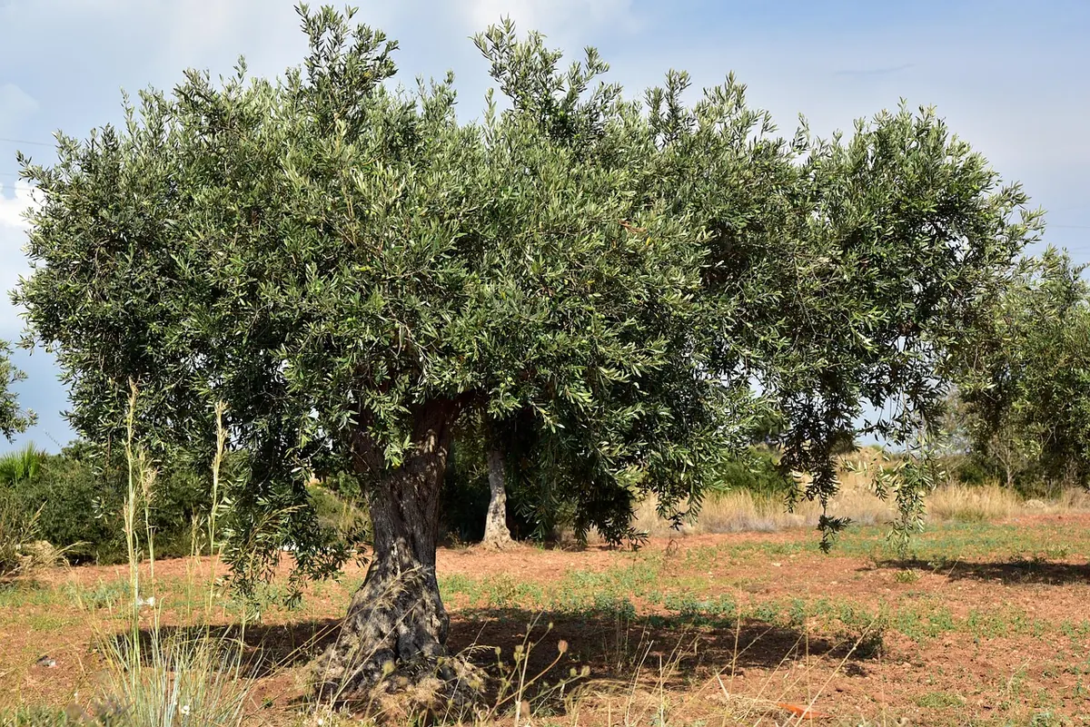Olive Tree Winter Care Checklist for UK Growers